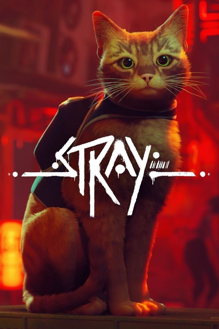 IMG_8905 Stray - الصورة 1
